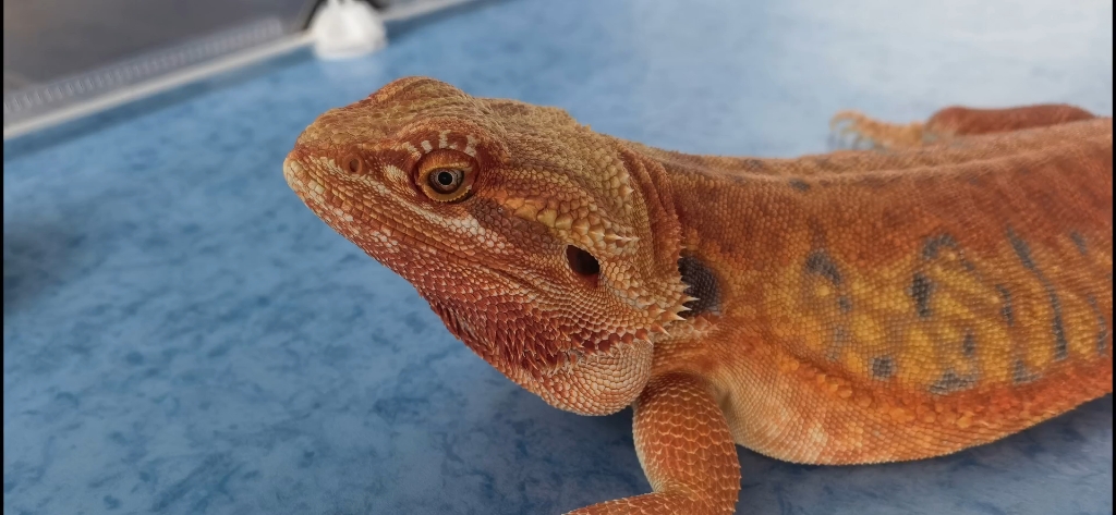 55厘米的鬃狮蜥,震撼来袭!