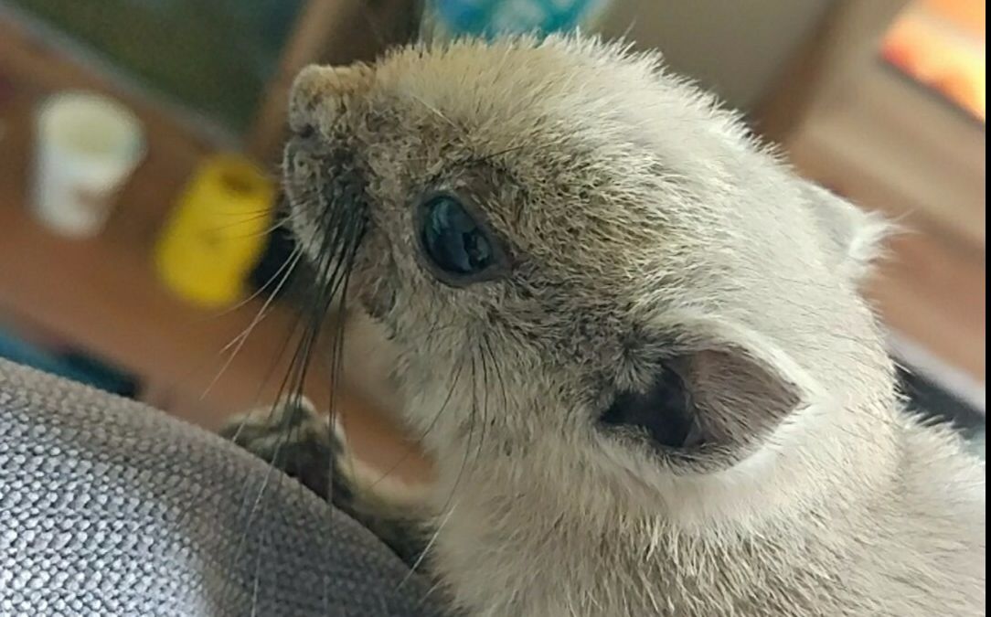 你没有见过的全新松鼠-金贵松鼠_哔哩哔哩 (゜-゜)つロ 干杯~-bili