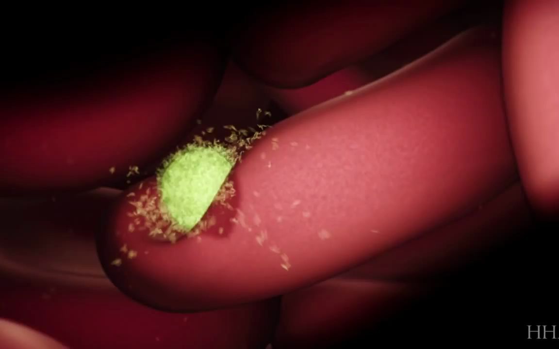 疟疾的传播:疟原虫人体Malaria Life Cycle Animation Human Host哔哩哔哩bilibili