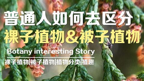 生物 裸子植物和被子植物 哔哩哔哩