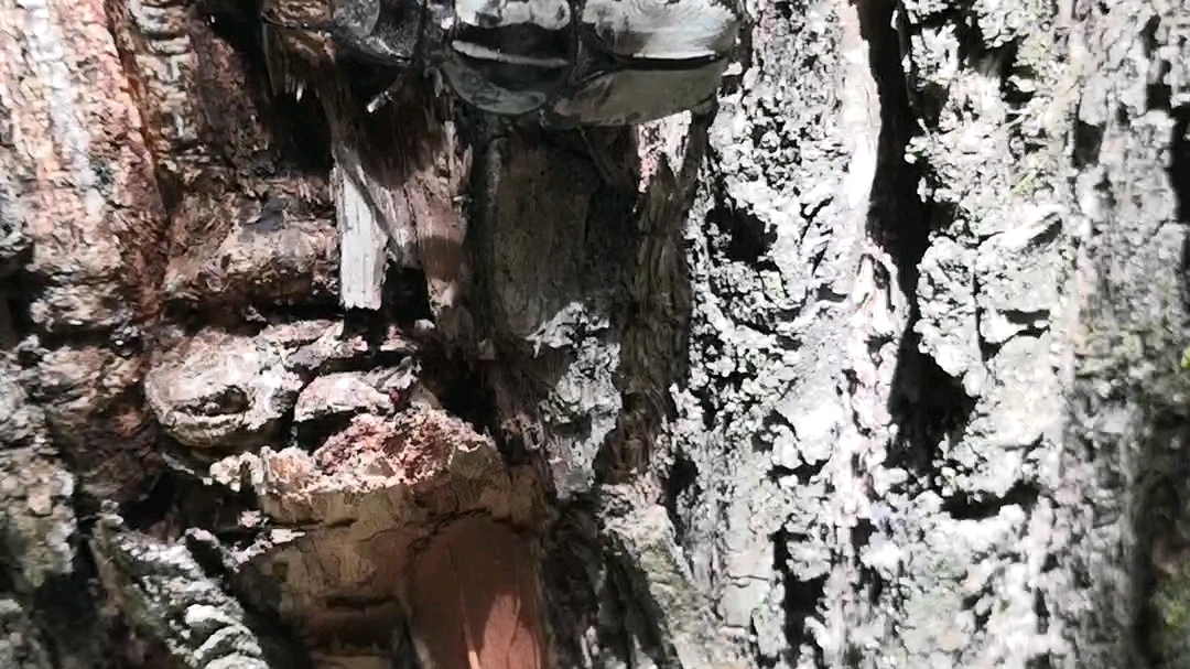 一月一虫之光斑鹿花金龟(开开心心备端午)