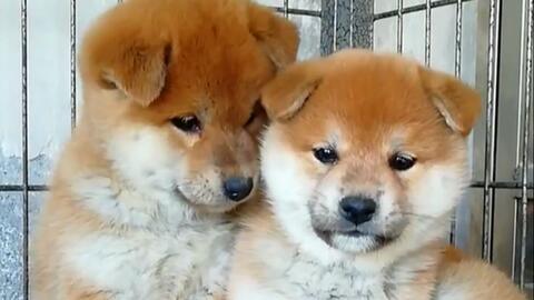 柴犬兄弟感情超好 狗狗们腻了在一起一块长大 太可爱了 哔哩哔哩 つロ干杯 Bilibili