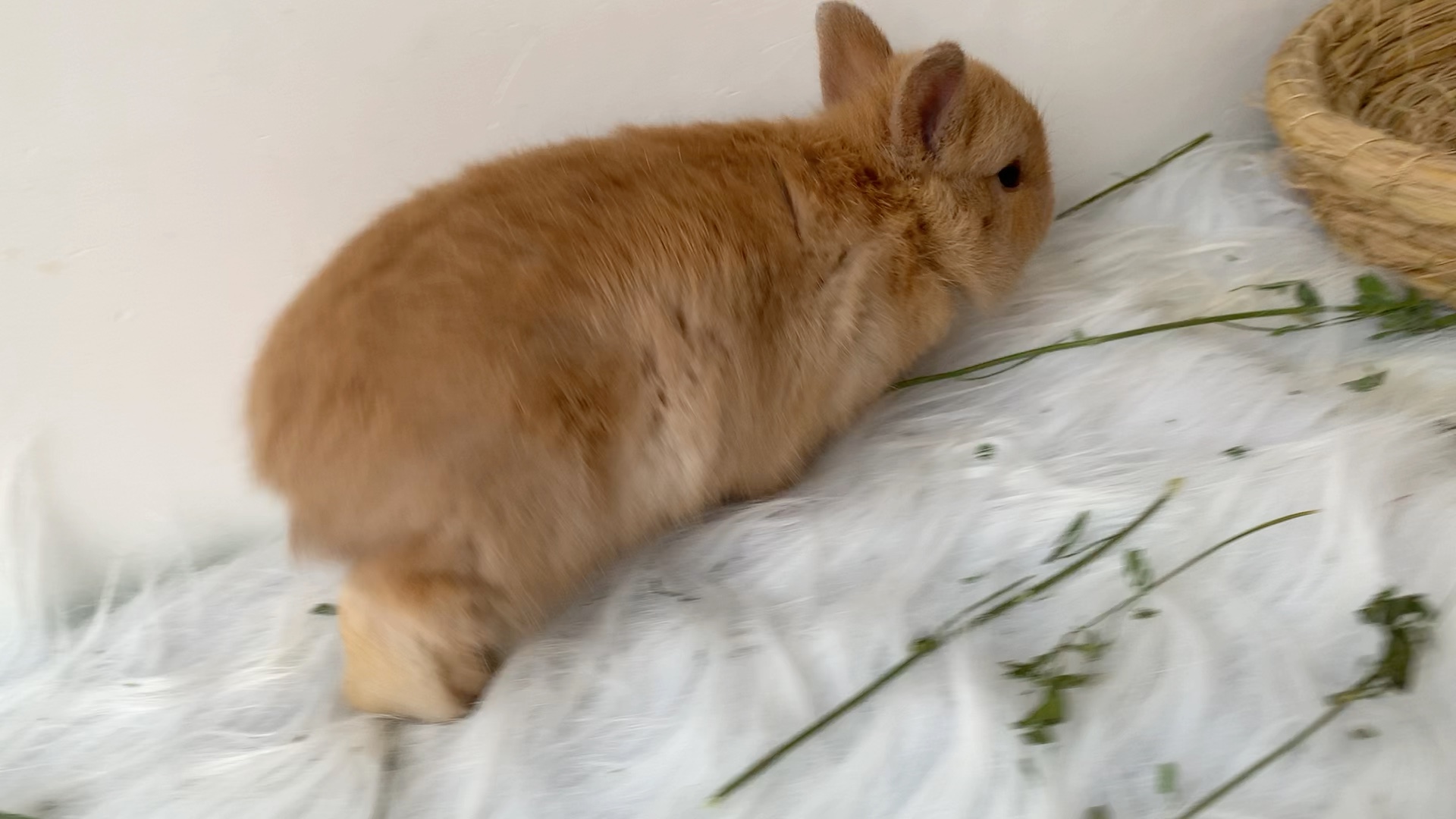 单血进口后代小鹿色侏儒兔,妹妹,性格很好,小胖妞