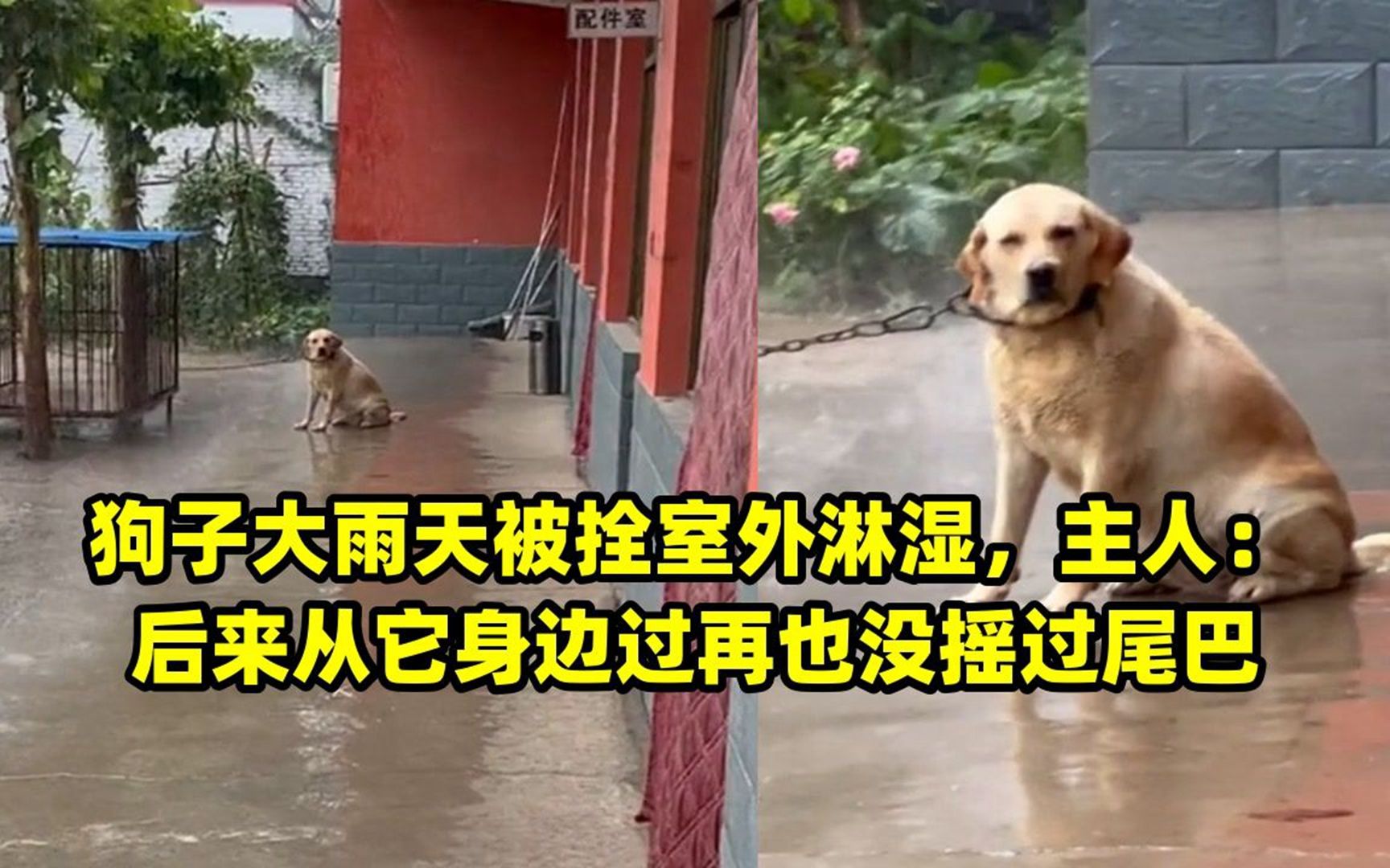 狗子大雨天被拴室外淋溼,主人:後來從它身邊過再也沒