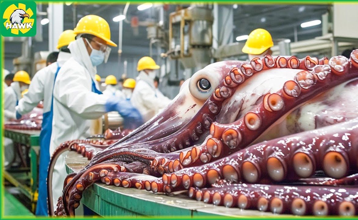 巨型鱿鱼捕捞09巨型鱿鱼如何在工厂切割和加工 |鱿鱼加工厂