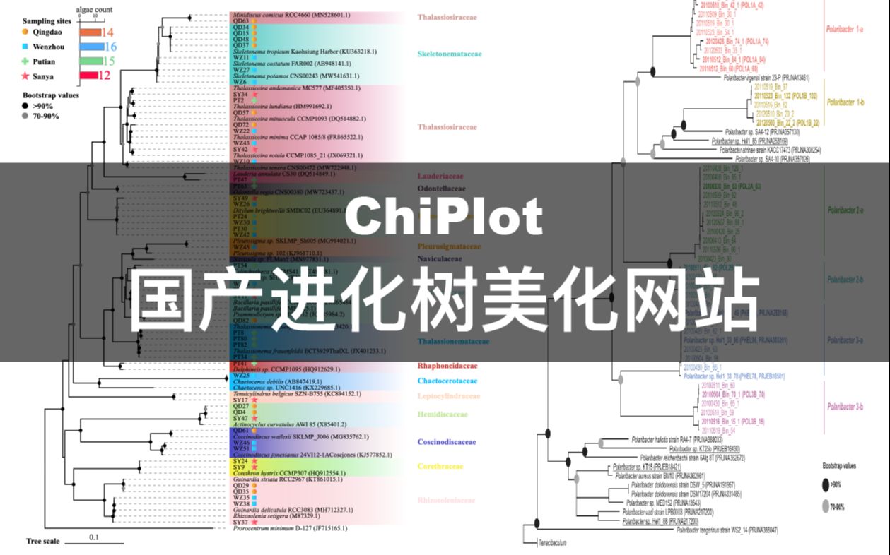 【ChiPlot】国产进化树美化/可视化网站哔哩哔哩bilibili