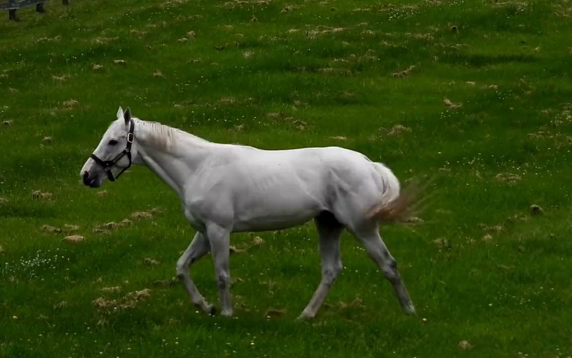 【今日马儿】黄金船_2023/6/10