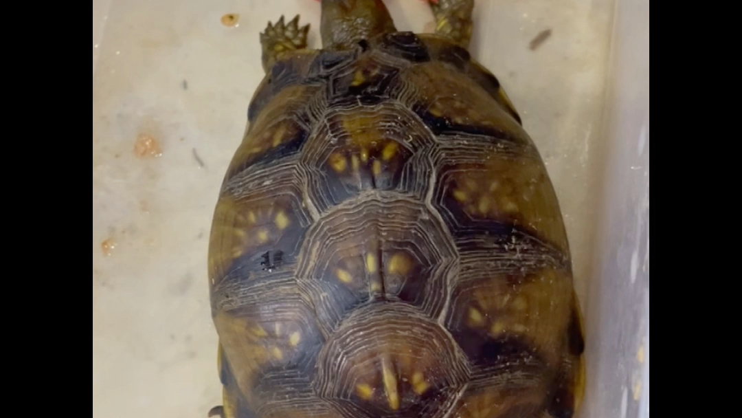 肺炎肠炎肠道胀气的三趾箱龟治疗好转