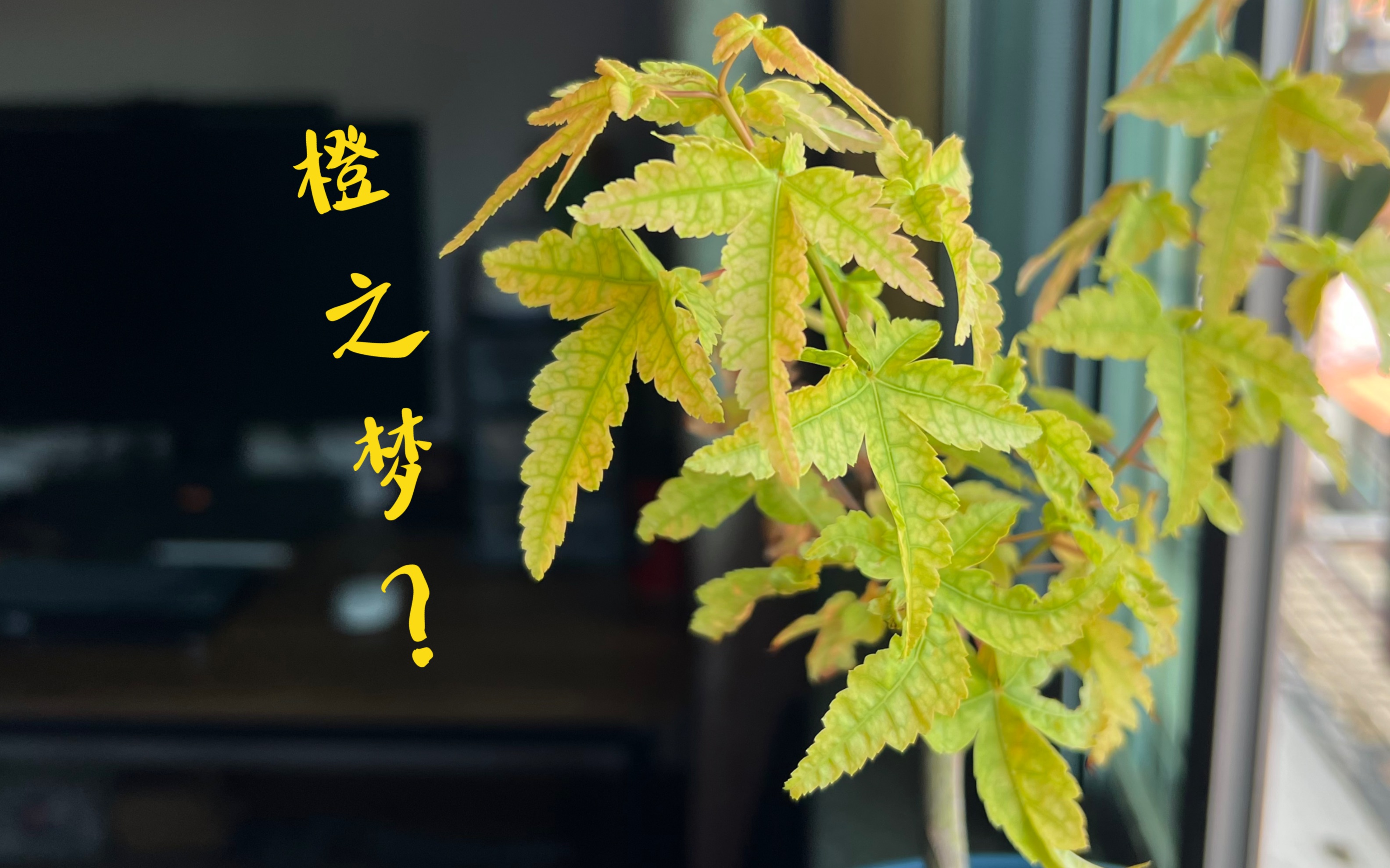 这是橙之梦枫树吗?