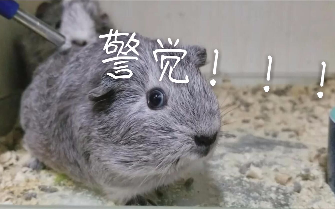 呲呤!突然警觉!