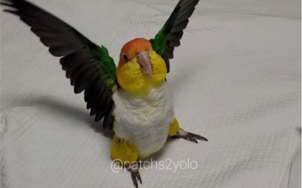 【金头凯克鹦鹉】肥