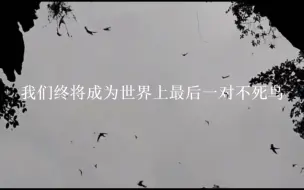 Download Video: 什么是悲剧，池林