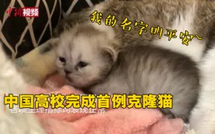 Download Video: 中国高校成功完成首例克隆猫！