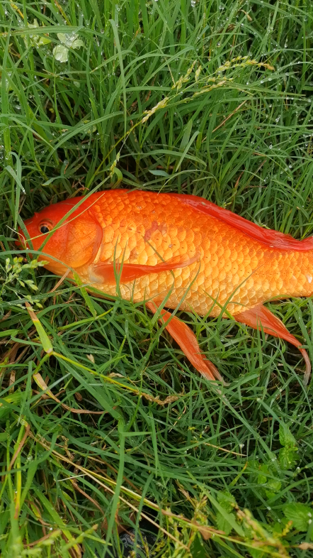 非常漂亮的红鱼