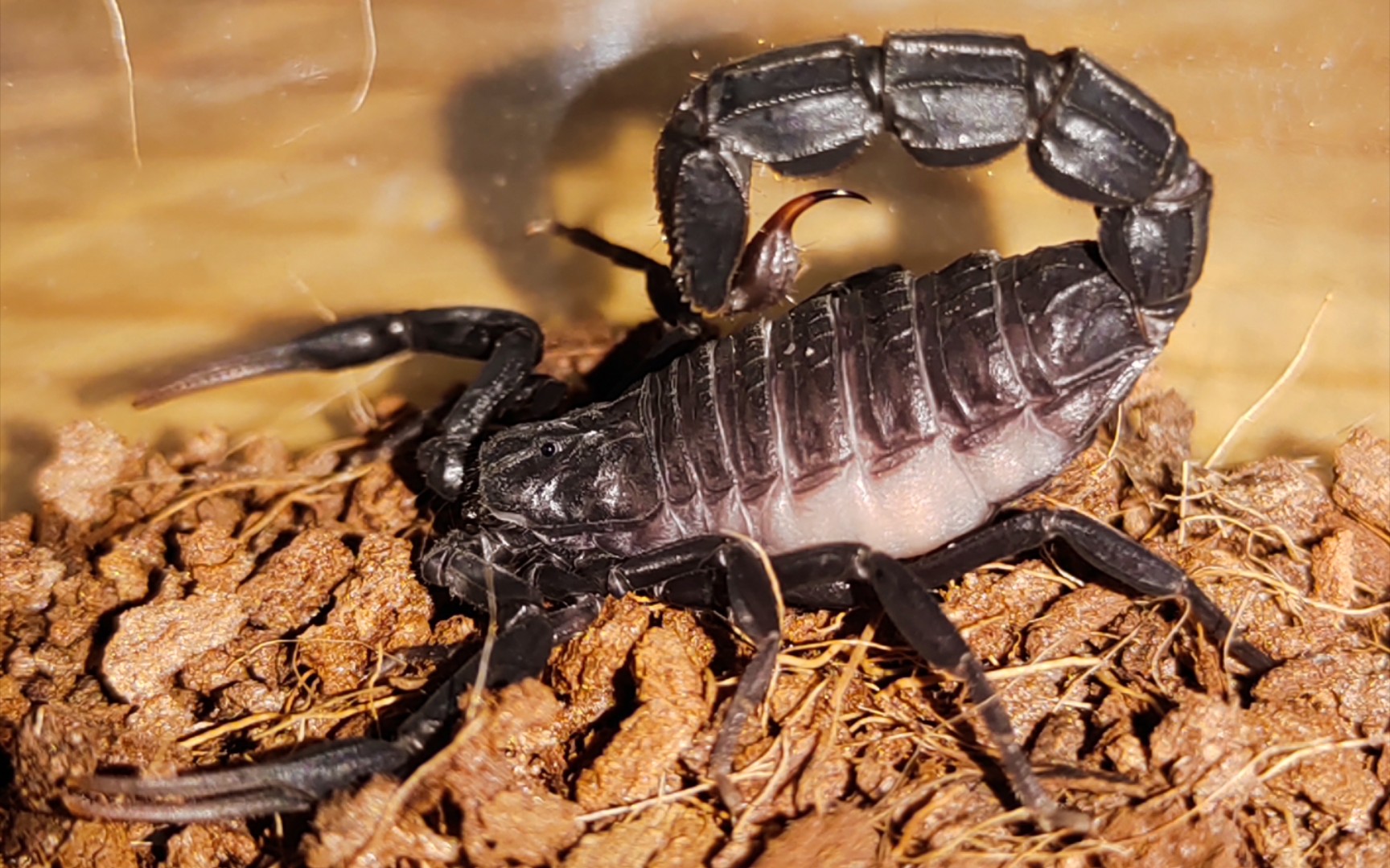 活动  【开箱】黑肥尾蝎5l和黄肥尾蝎4l