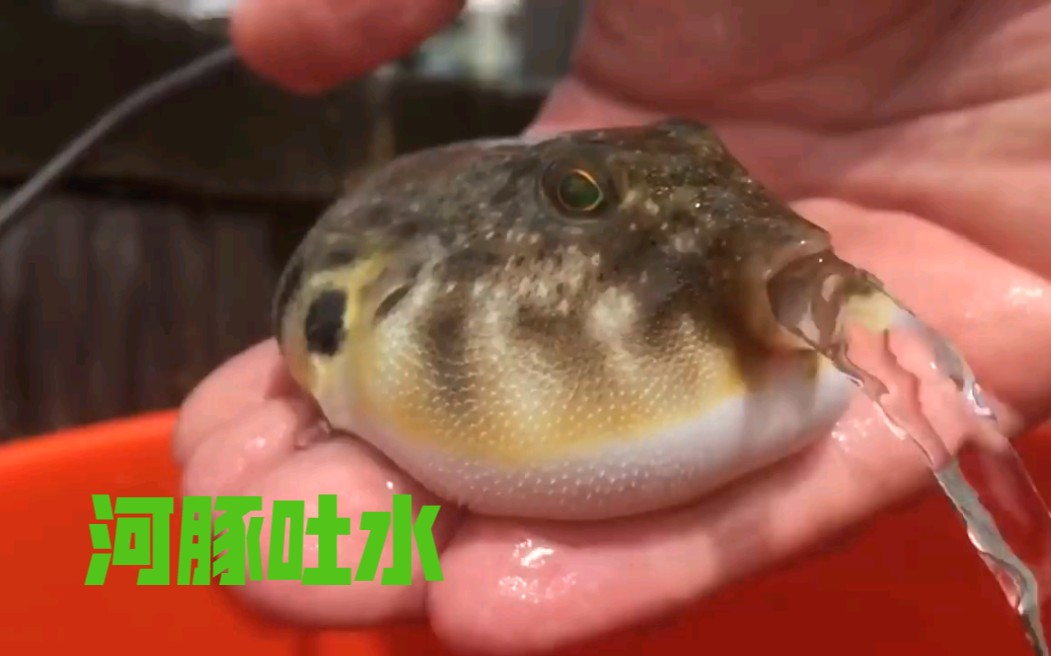 河豚吐水奇妙的动物河豚鱼神奇动物在抖音