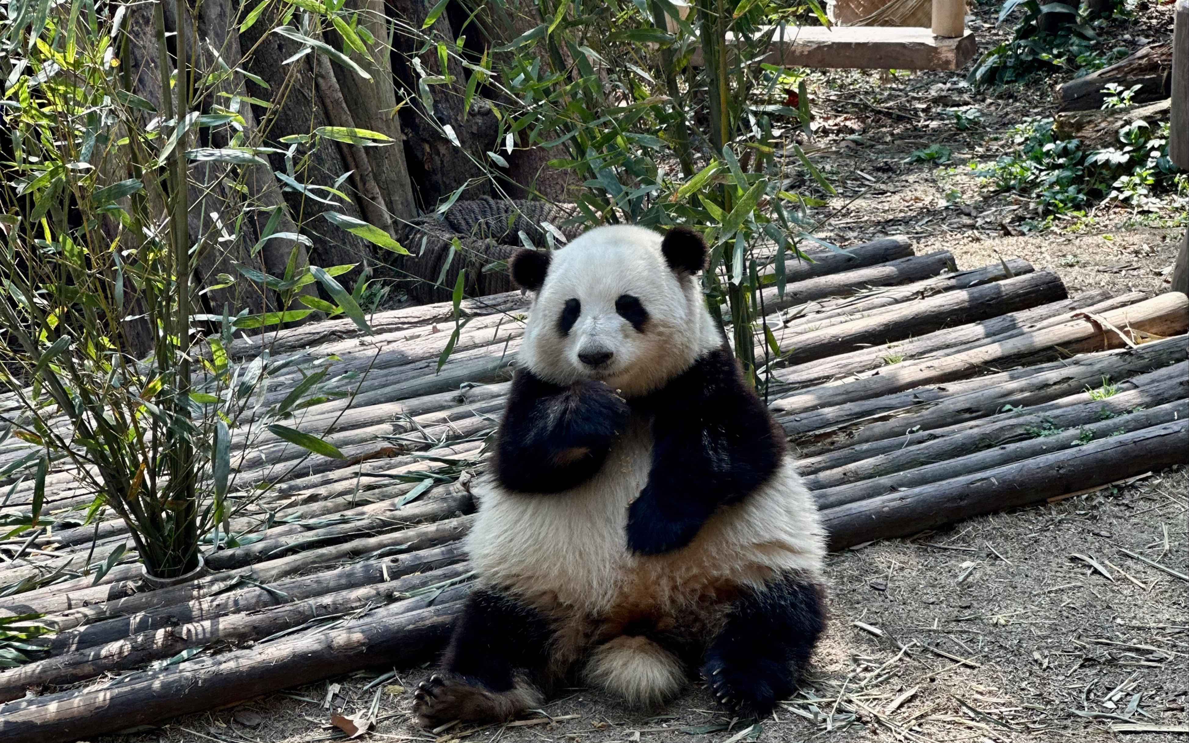 动物的花衣裳熊猫图片