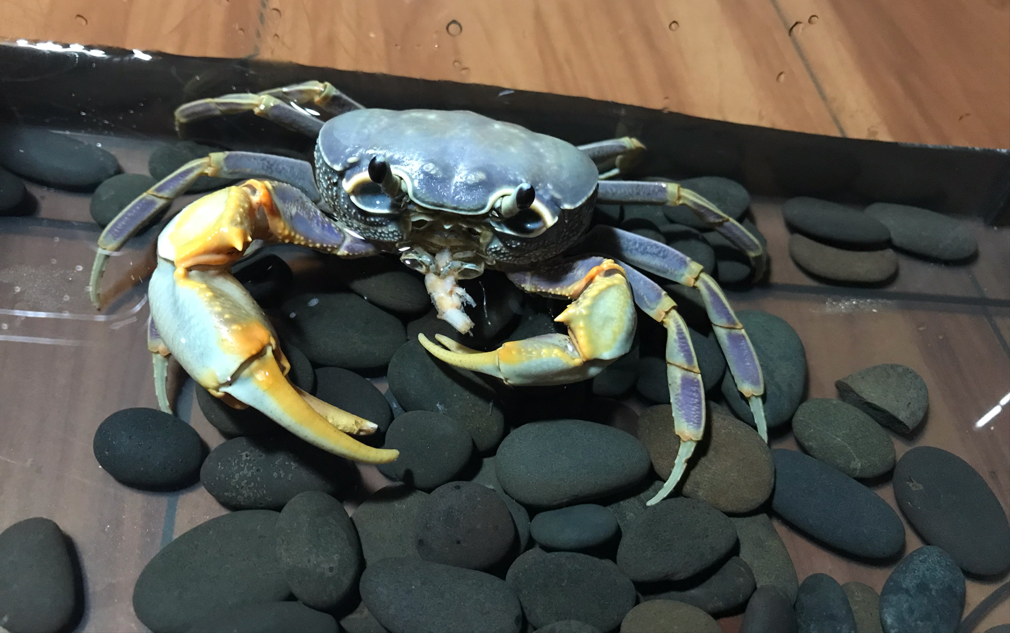 【喂食】广州南海溪蟹_哔哩哔哩 (゜-゜)つロ 干杯~-bilibili