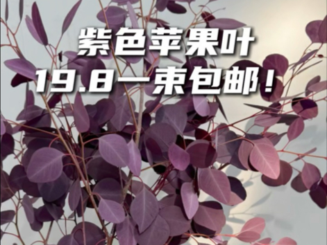 小众花材紫色苹果叶,可以养一年的花材!20不到包邮哔哩哔哩bilibili