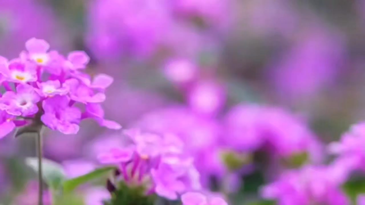 [图]非常喜欢的歌烟雨城