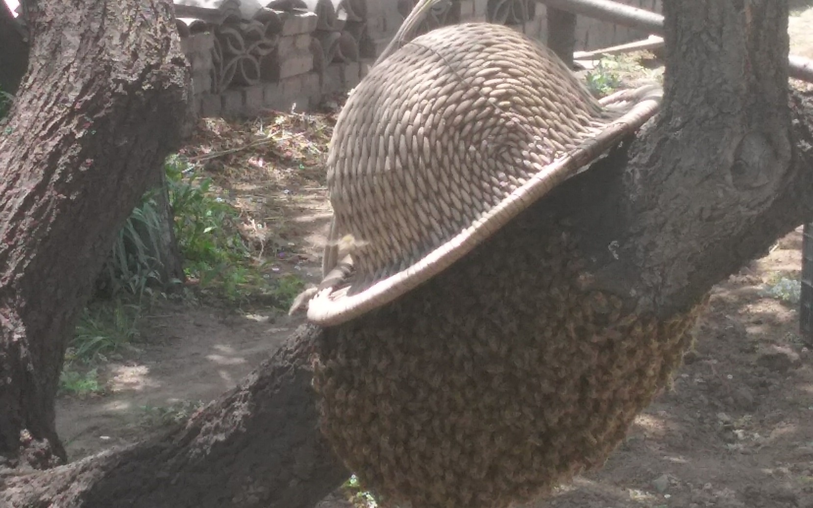 [图]《野 蜂 飞 舞》原生高清版