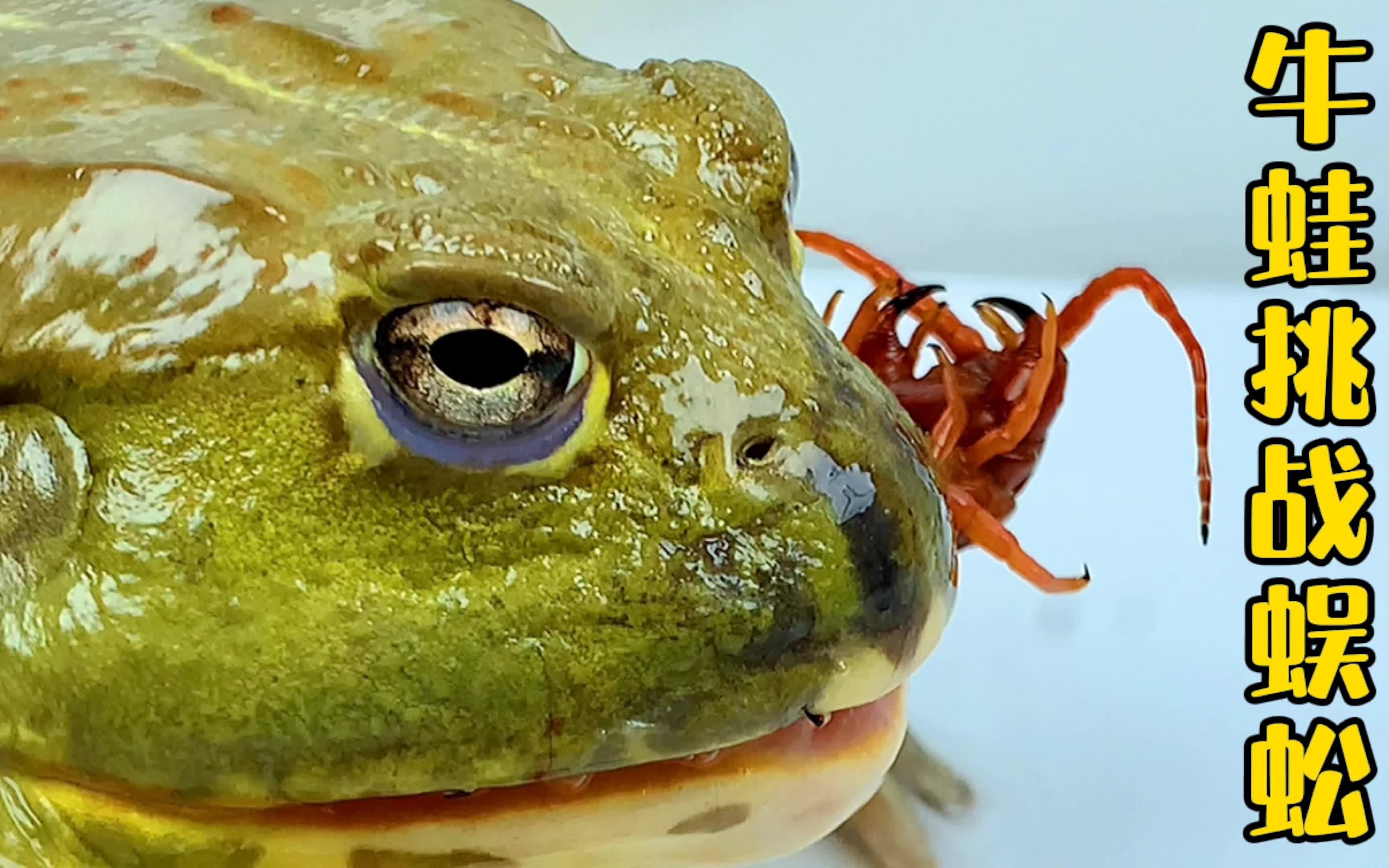 牛蛙吃蜈蚣图片