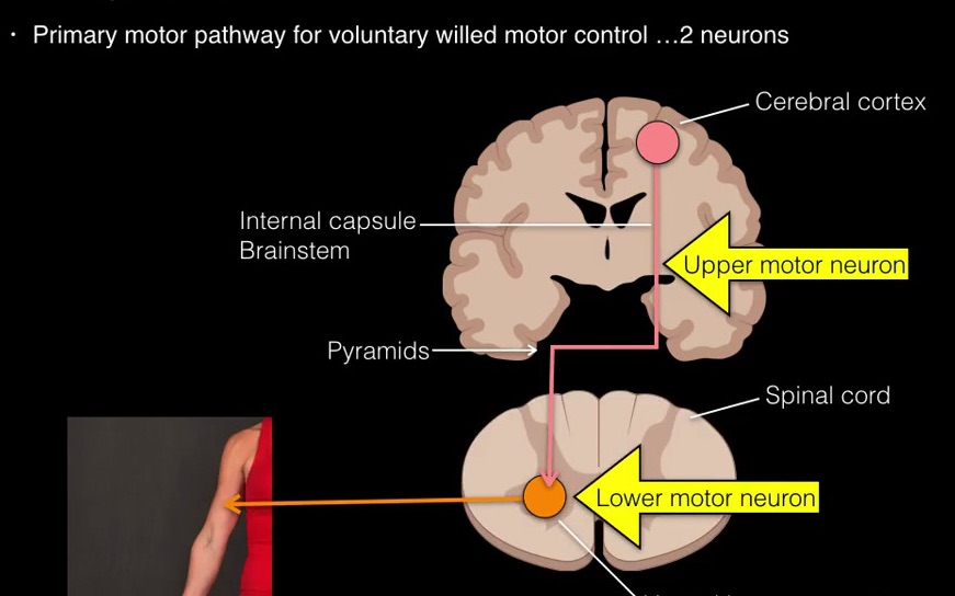 [图]【神经解剖】皮质脊髓束 Corticospinal tract 双语字幕