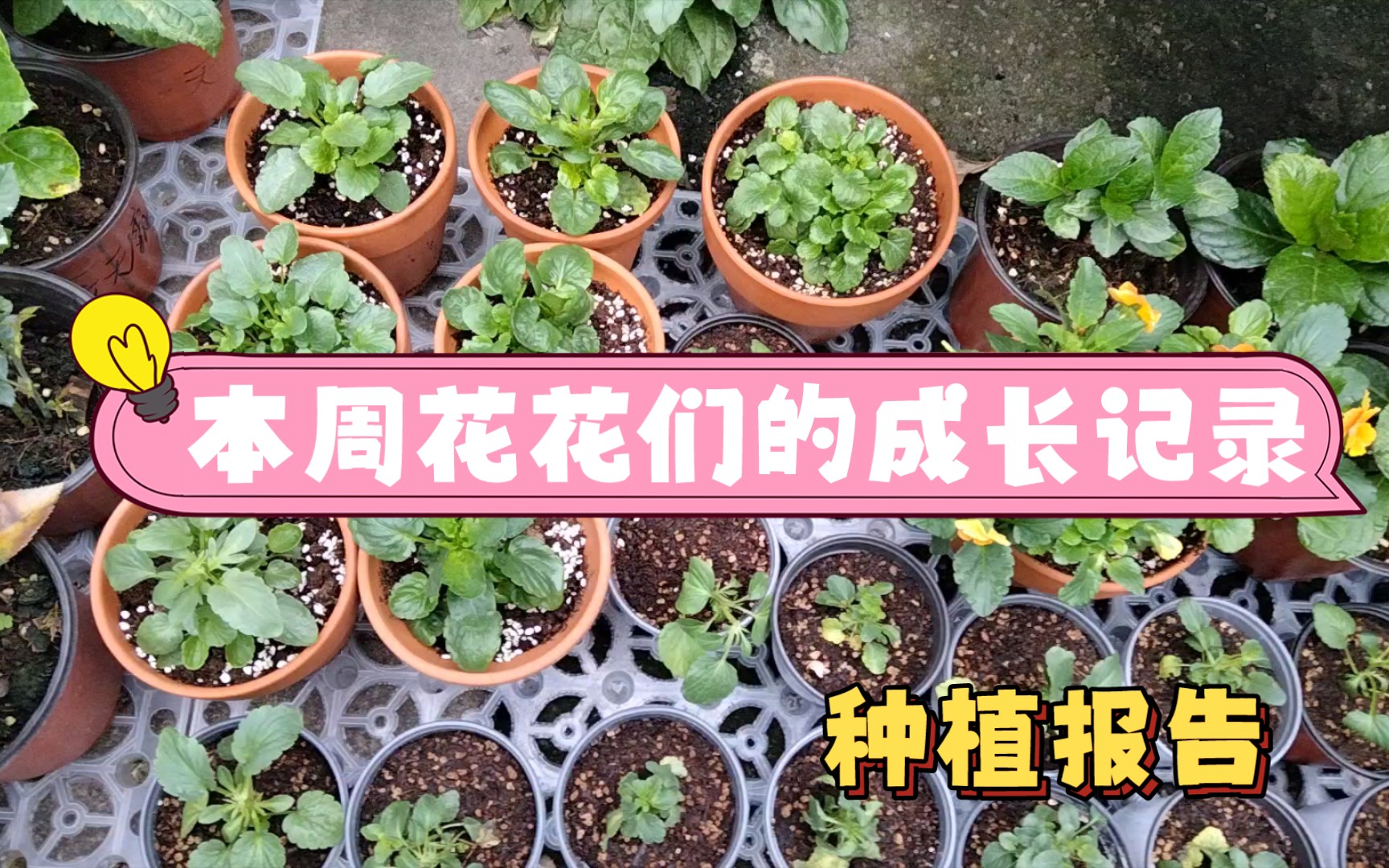 菊花,球菊,角堇,绣球们的成长报告哔哩哔哩bilibili