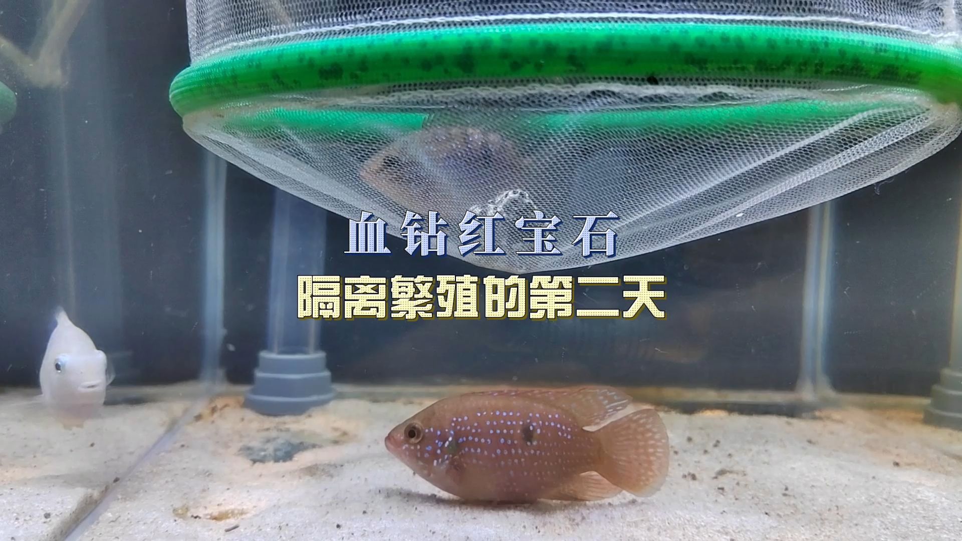 红宝石怎样繁殖后代图片(红宝石怎样繁殖后代图片视频)