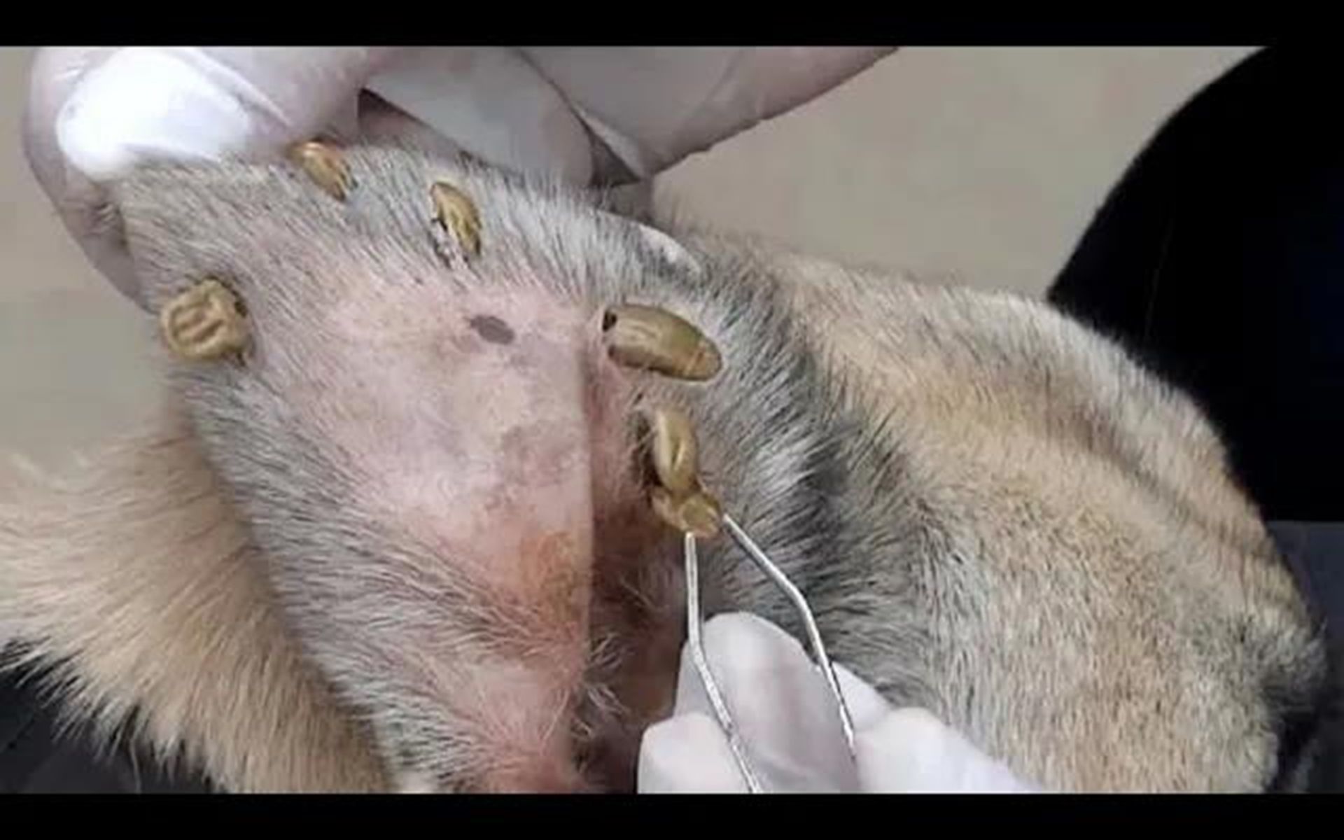 流浪狗被小姐姐救助,用跳蚤梳梳下一把蜱虫,爪子里夹出一堆