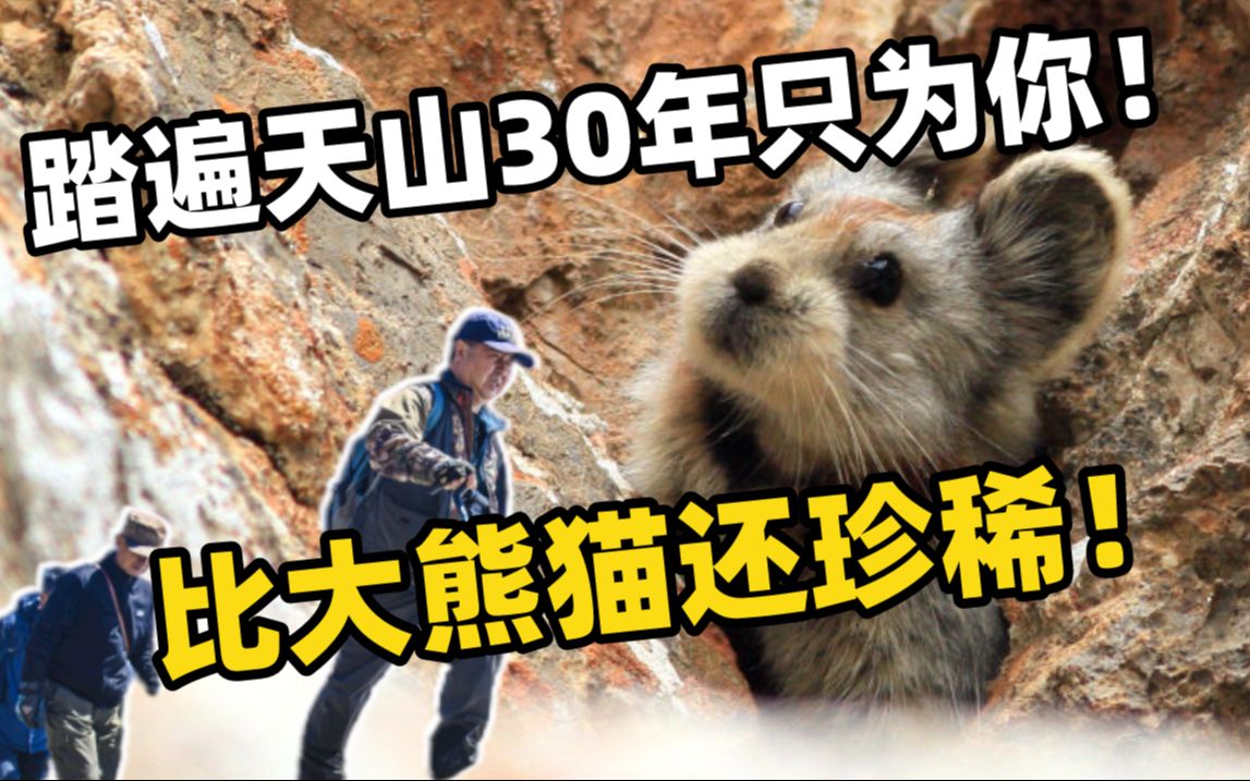 [图]比大熊猫还珍稀，伊犁鼠兔让他30多年踏遍天山