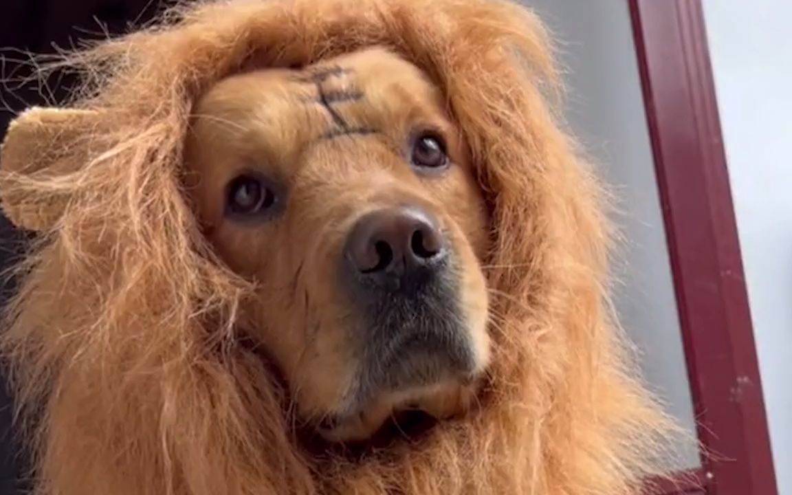 【动物配音】狗:你确定化装成狮子就能打过他们了