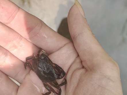 山里的野生小螃蟹