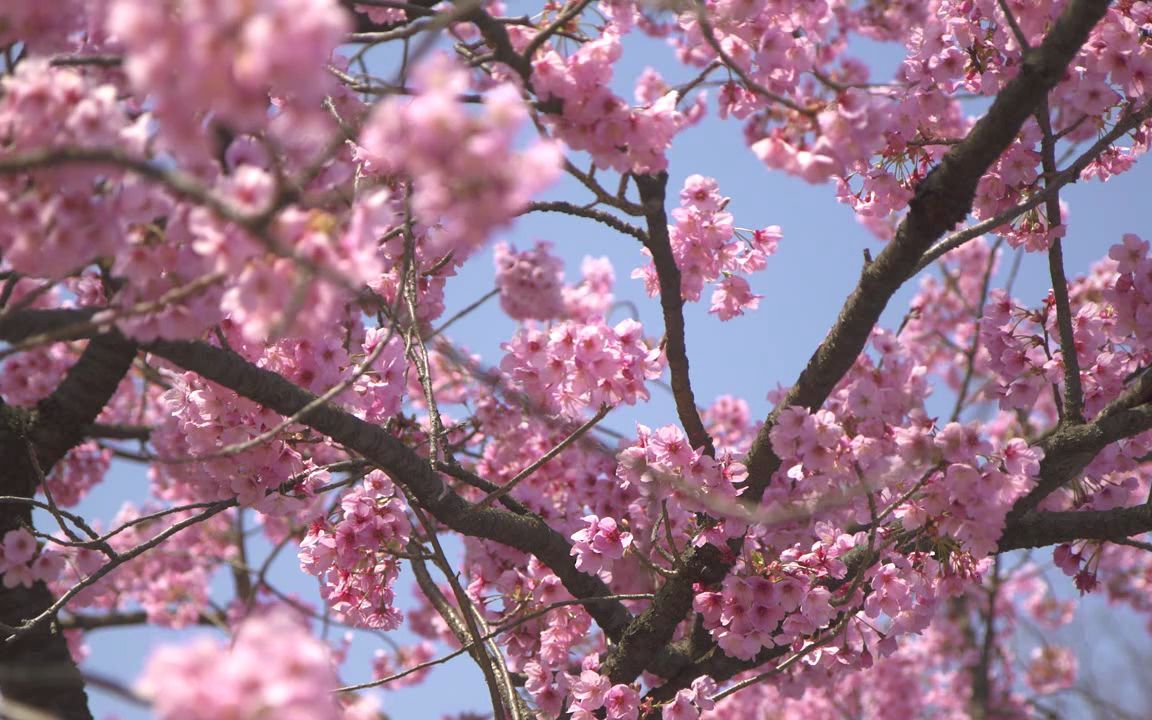 [图]又是一年三月三，桃花山