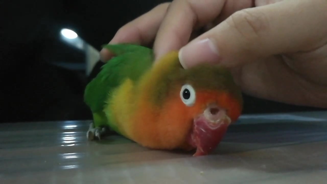 鹦鹉新手治疗鸽痘的一些经验之谈