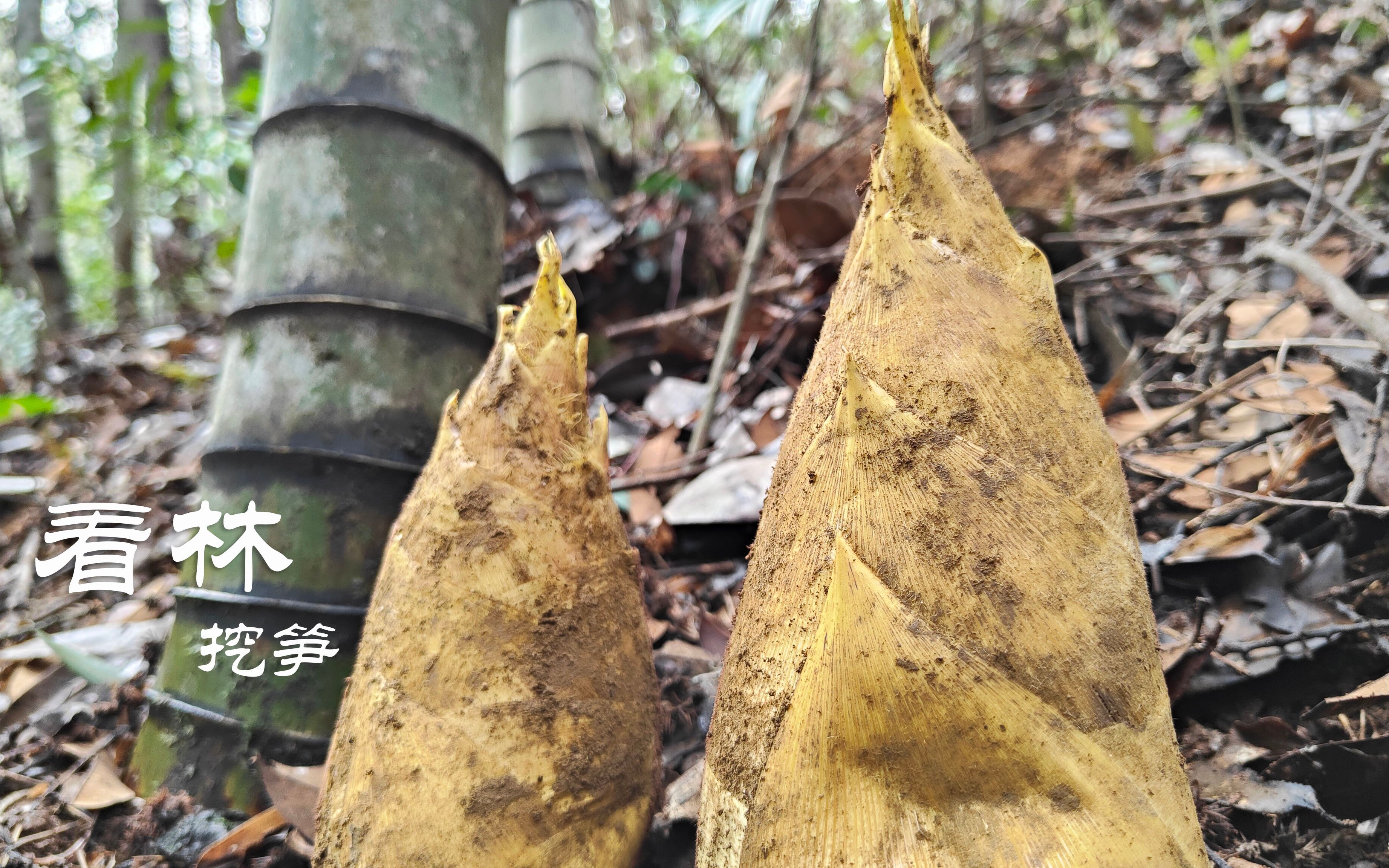 进到竹林先找准绿竹,挖冬笋就轻松,1小时可以起好几斤大货哔哩哔哩bilibili