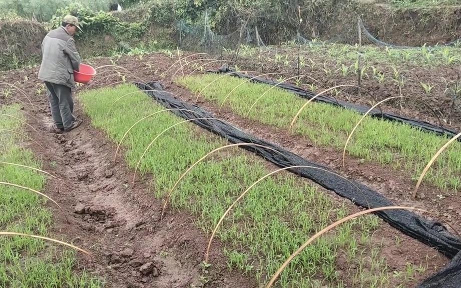 [图]劳动的农民下着雨在地里干活，为了生活而努力奋斗，地里种的稻谷农民的力量