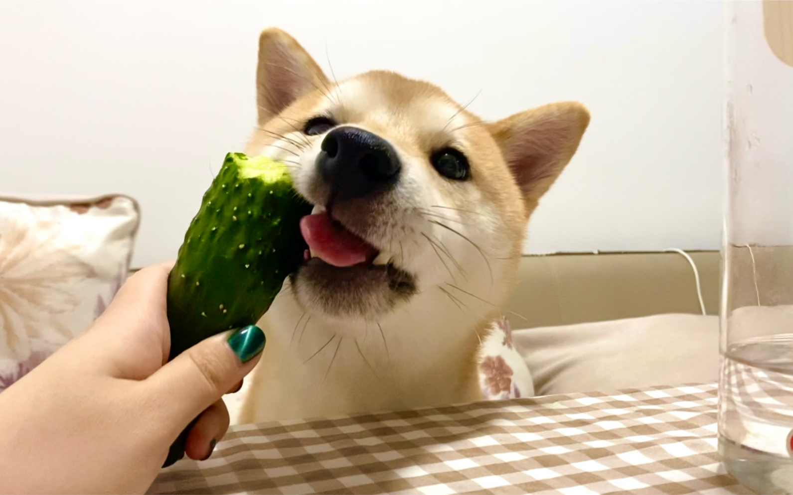 一段啃黄瓜记录哈哈太香了