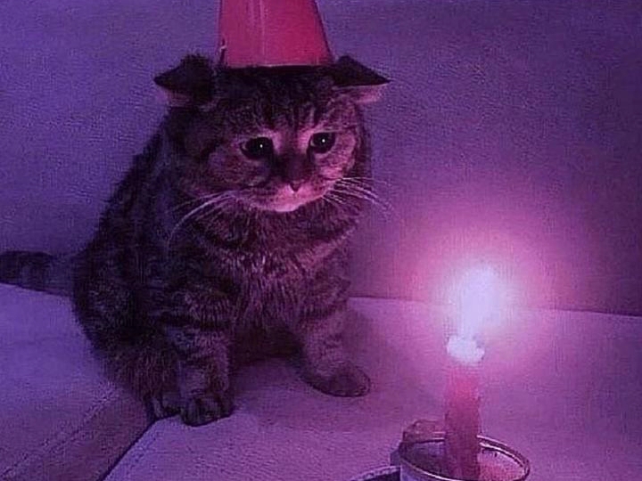 猫咪吹蜡烛生日图片图片