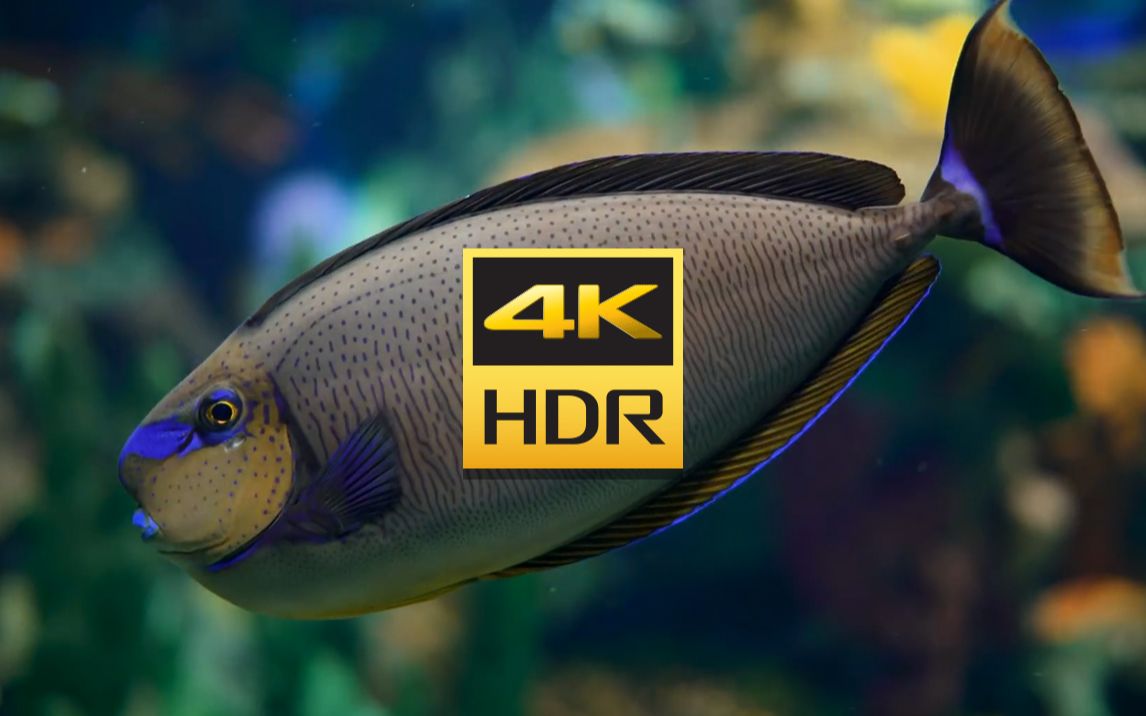 [图]【4KHDR】4K 60FPS 超高画质赏析系列超长2小时 放松治愈大型水族馆 睡眠冥想 养眼 有助睡眠