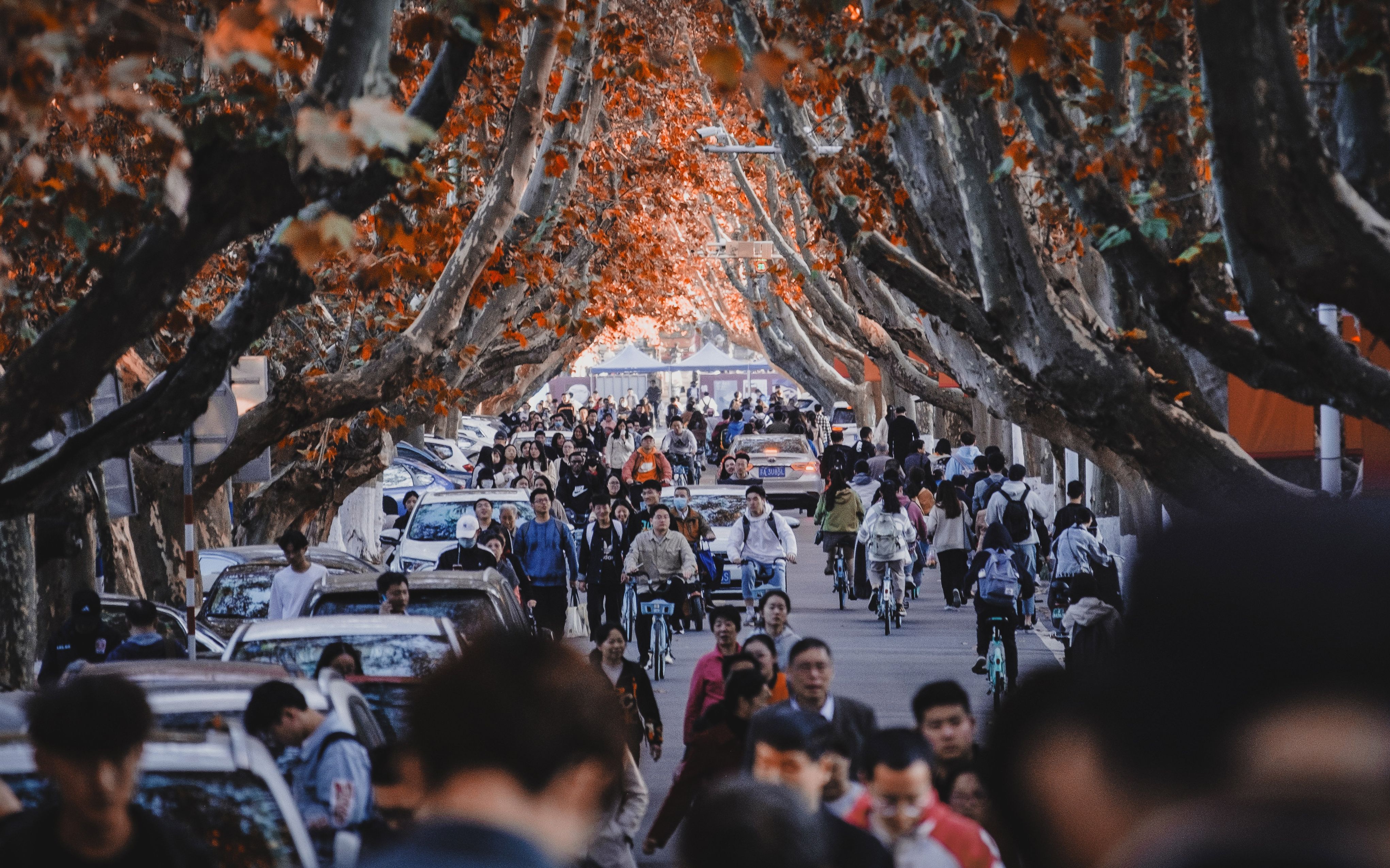 [图]南理工三号路最美的时候，冷雨，梧桐叶落