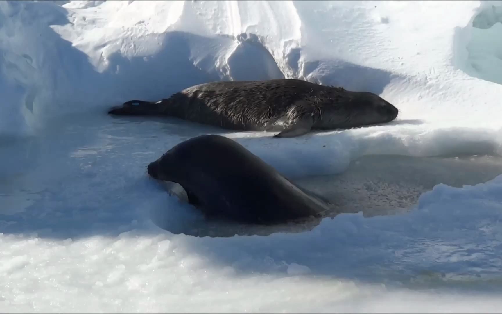 威德尔海豹展示它用牙凿冰的技能,并且发出了经典的"beh beh"声_哔哩