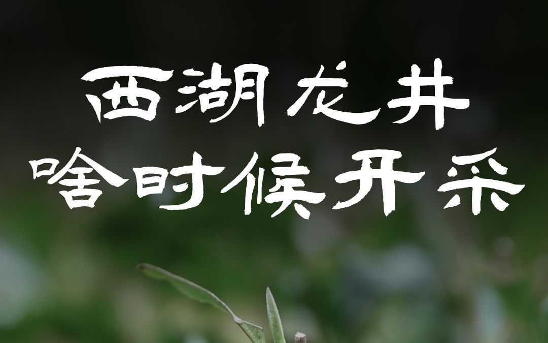 白鹤峰的西湖龙井什么时候开园采摘?哔哩哔哩bilibili