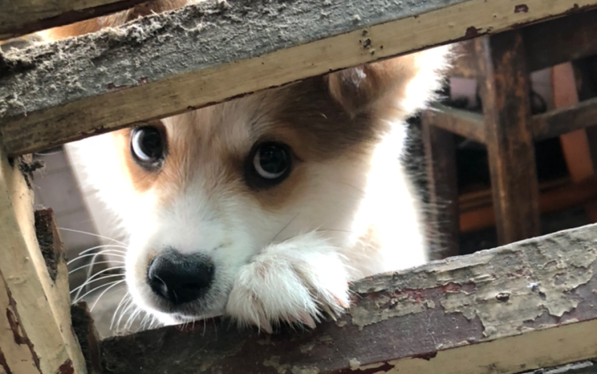 【中华田园犬】 主人上厕所,念念趴着门缝看!