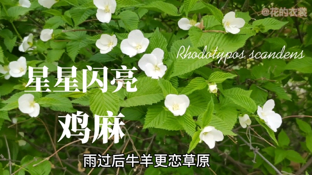 蔷薇科植物鸡麻哔哩哔哩bilibili