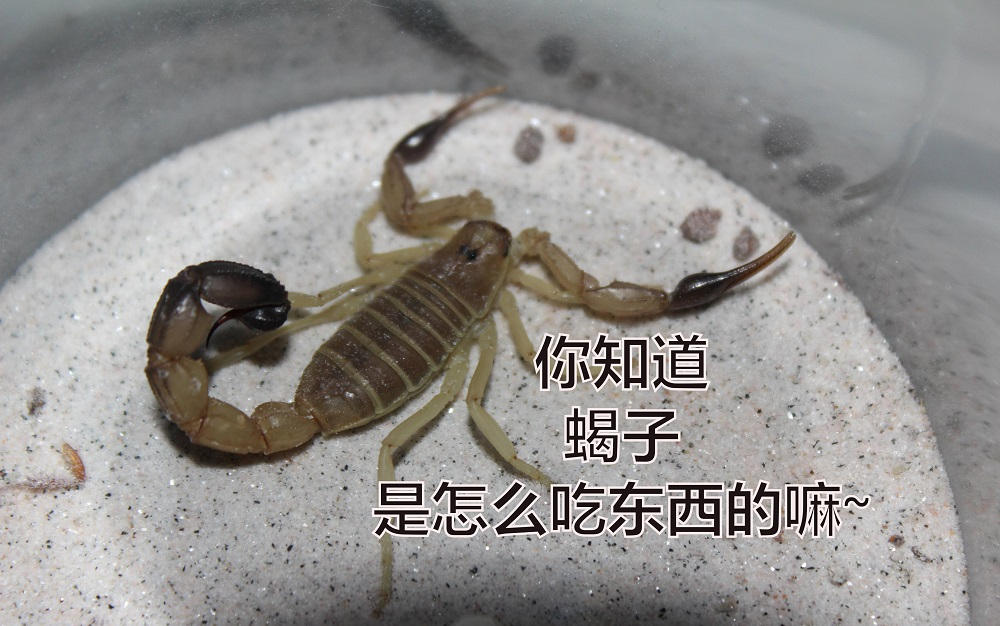 你知道蝎子的嘴是什么样子的嘛
