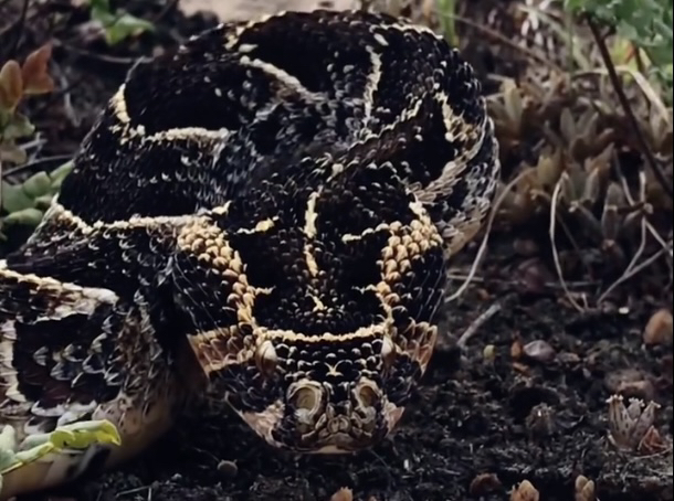 3835363237383136】在野外,感受来自非洲蝰蛇毒王的