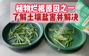 Download Video: 植物烂根原因之-土壤盐害并解决