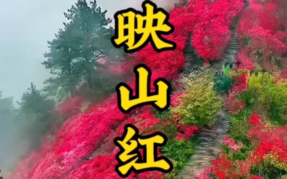 歌曲《映山红》.经典老歌永不过时.