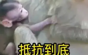 Télécharger la video: 幼崽好小啊感觉戒奶还是太早了